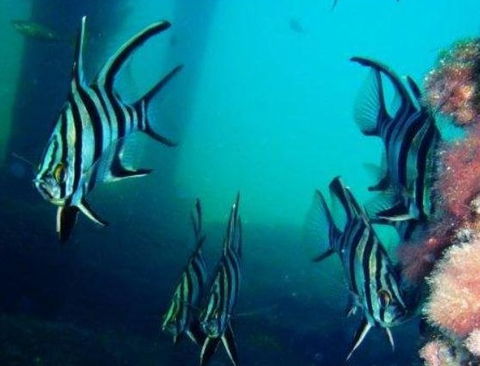 Perth Scuba - Schools Australia 3