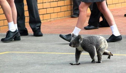 St Philip's Christian College - Schools Australia 3