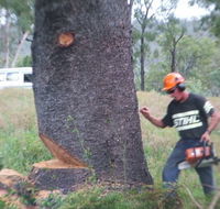 Steve Smith Chainsaw Training - Schools Australia
