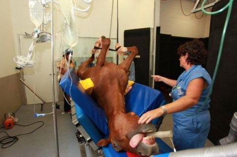 Pacific Vetcare - Schools Australia 6