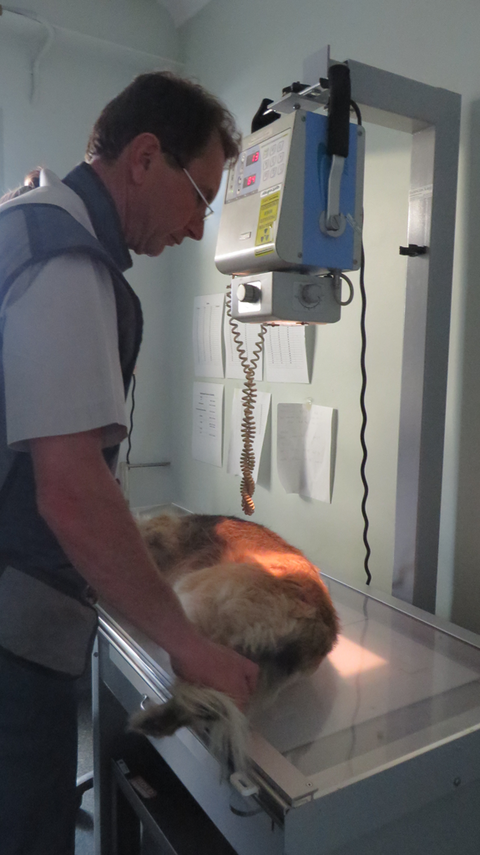 Grafton Veterinary Clinic - Schools Australia 3