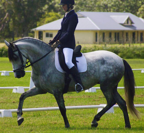 Encantador The Riding School - Schools Australia 1