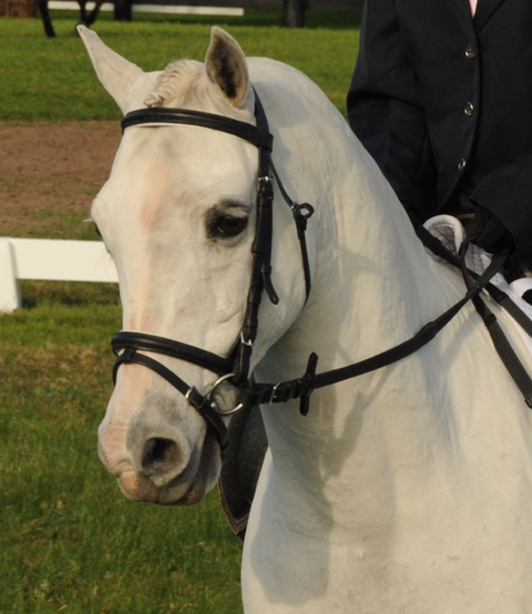 Encantador The Riding School - Schools Australia 2