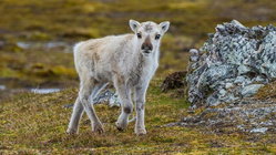 Prepare yourself for a look at a rare albino caribou calf photographed possibly for the first time Schools Australia