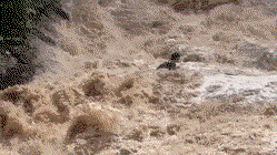 Tourists cling to each other in desperate struggle as raging flood sweeps them down waterfall Schools Australia